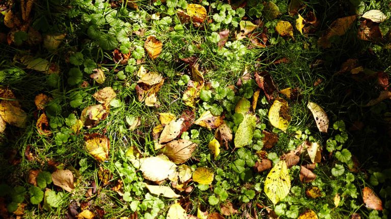 With woodlands full of laurel, rhododendron and dogwood, Planting Fields Arboretum in Oyster Bay is a good place for strolling into fall.