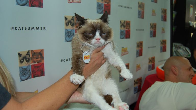 Grumpy Cat is a rare and beautiful female feline specimen. 