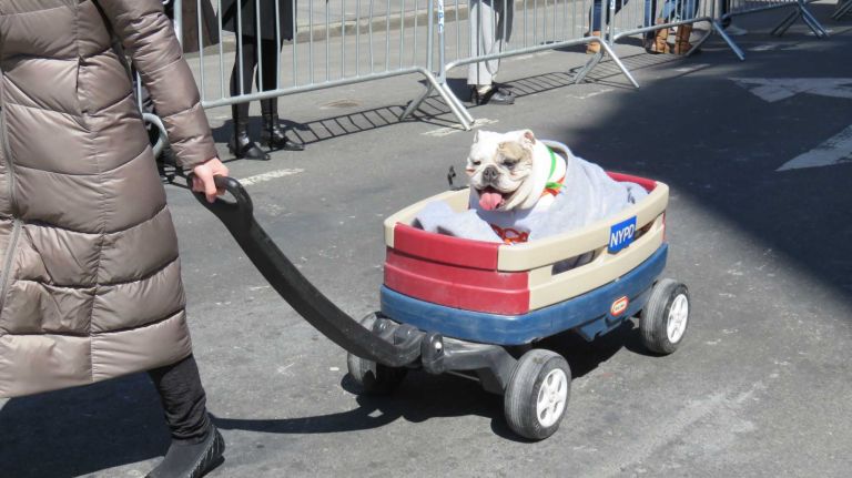 A dog rides in a wagon down Broadway in the first NYC Paws Parade and Adoptapalooza, organized by the ASPCA and the Mayor's Alliance for NYC's Animals, on April 10, 2016.