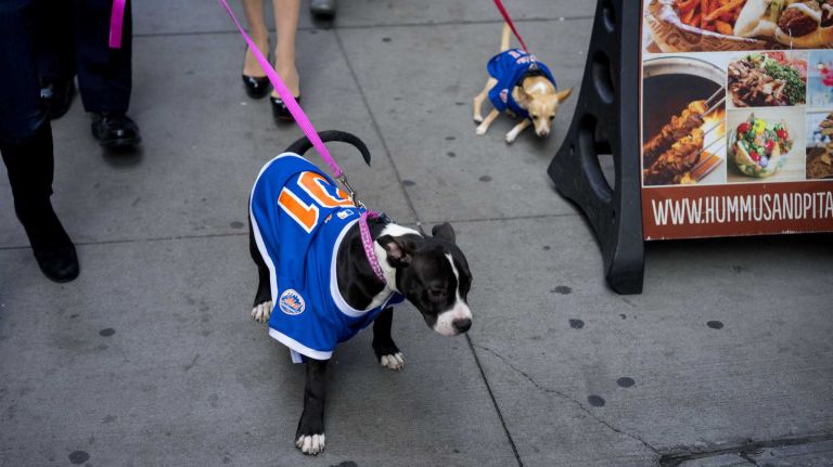 New York Mets dogs dress up in World Series parade 21 Rescue dog participants trot along in what is called the first New York Mets World Series