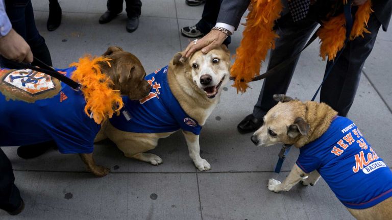 New York Mets dogs dress up in World Series parade 22 Rescue dog participants give and get a warm greetings as they prepare to walk in what is called the first New York Mets World Series