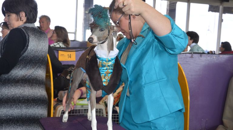 Westminster Kennel Club Dog Show brings top canines to NYC 131 A dog waits to compete at the 141st annual Westminster Kennel Club Dog Show in Manhattan on Monday, Feb. 13, 2017.