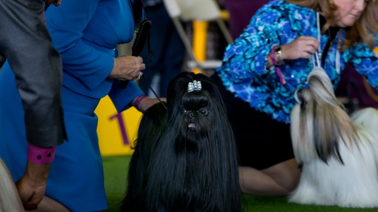 Westminster Kennel Club Dog Show brings top canines to NYC 140 A Shih Tzu stands ready in the ring during judging at the 141st annual Westminster Kennel Club dog show in Manhattan on Monday, Feb. 13, 2017.