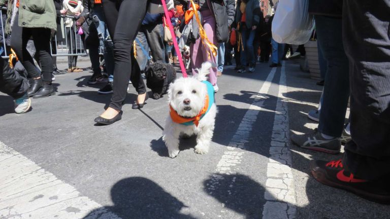 A dog walks down Broadway in the first NYC Paws Parade and Adoptapalooza, organized by the ASPCA and the Mayor's Alliance for NYC's Animals, on April 10, 2016.