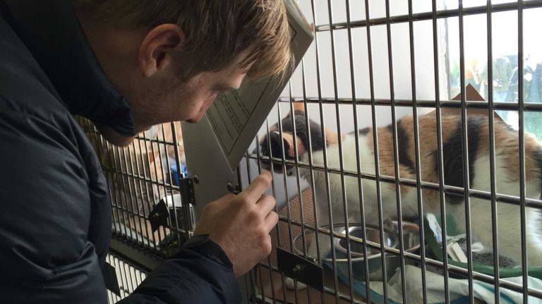 A cat up for adoption at the first NYC Paws Parade and Adoptapalooza, organized by the ASPCA and the Mayor's Alliance for NYC's Animals, on April 10, 2016.