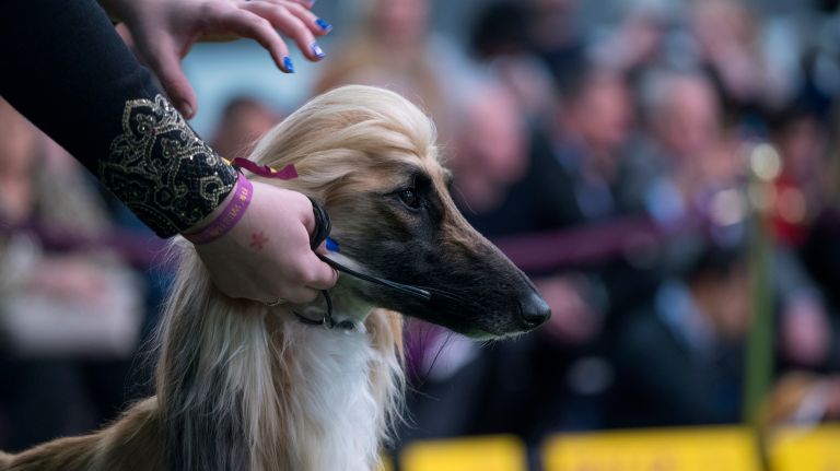 Westminster Kennel Club Dog Show brings top canines to NYC 151 An Afghan hound stands with a handler during competition at the 141st annual Westminster Kennel Club Dog Show in Manhattan Monday, Feb. 13, 2017.
