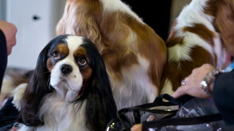 Westminster Kennel Club Dog Show brings top canines to NYC 152 Cavalier King Charles Spaniels wait quietly near the competition ring at the 141st annual Westminster Kennel Club Dog Show in Manhattan Monday, Feb. 13, 2017.