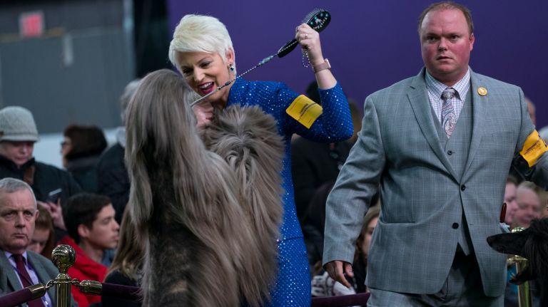 Westminster Kennel Club Dog Show brings top canines to NYC 153 Handler Alicia Jones gets a friendly greeting from Finn, a 4-year-old Afghan hound, during competition at the 141st annual Westminster Kennel Club Dog Show in Manhattan Monday, Feb. 13, 2017.