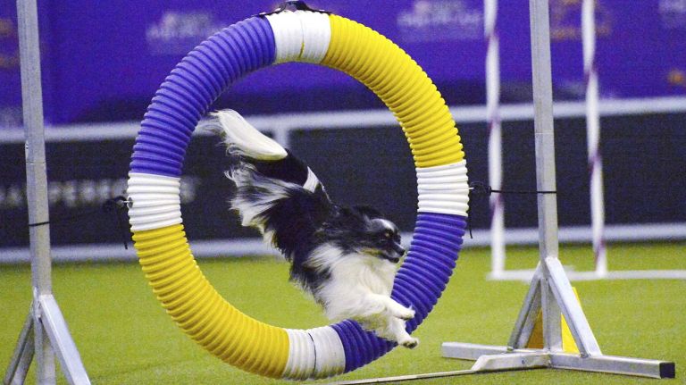 Westminster Masters Agility Championship 2016 36 Jack, a papillon, jumps through a hoop during the agility competition at the Westminster Kennel Club Dog Show in Manhattan on Saturday, Feb. 13, 2016.