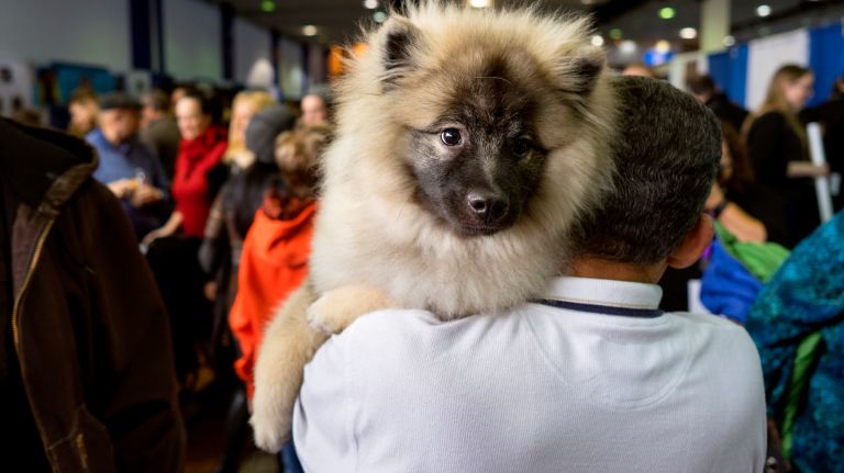 Westminster Kennel Club Dog Show brings top canines to NYC 160 Logan, a keeshond, gets a lift from owner Al Guzman of New Jersey during the Meet the Breeds portion of the Westminster Kennel Club show in Manhattan on Saturday, Feb. 11, 2017.