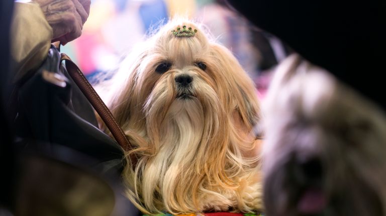 Westminster Kennel Club Dog Show brings top canines to NYC 161 A Lhasa apso rests as admirers walk by during the 8th AKC Meet The Breeds portion of the Westminster Kennel Club dog show in Manhattan on Saturday, Feb. 11, 2017.
