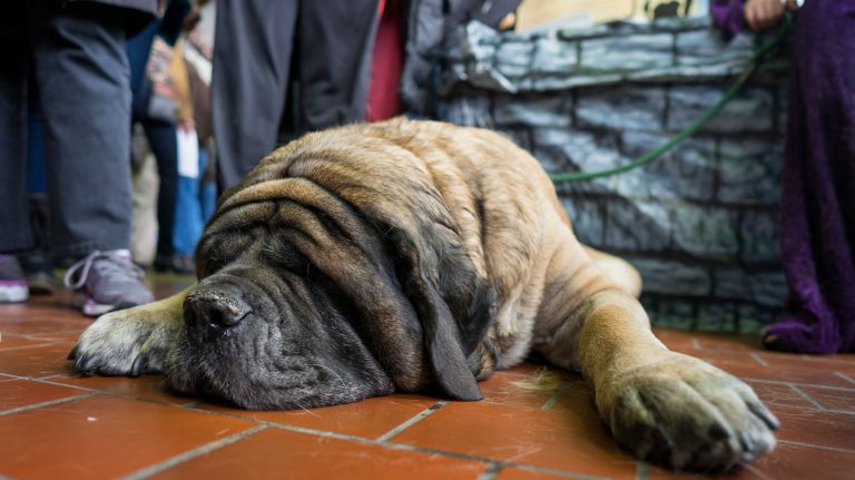 Westminster Kennel Club Dog Show brings top canines to NYC 162 A mastiff lays out flat for a nap during the 8th AKC Meet The Breeds portion of the Westminster Kennel Club dog show in Manhattan on Saturday, Feb. 11, 2017.