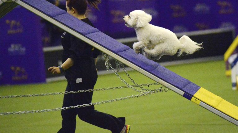 Westminster Masters Agility Championship 2016 37 Bubba Watson, a bichon frise, competes in the agility competition at the Westminster Kennel Club Dog Show in Manhattan on Saturday, Feb. 13, 2016.