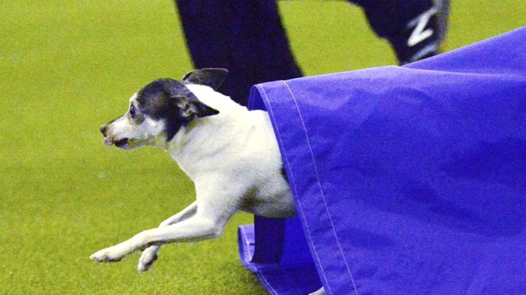 Westminster Masters Agility Championship 2016 40 Taylor, a toy fox terrier, emerges from a chute during the agility competition at the Westminster Kennel Club Dog Show in Manhattan on Saturday, Feb. 13, 2016.