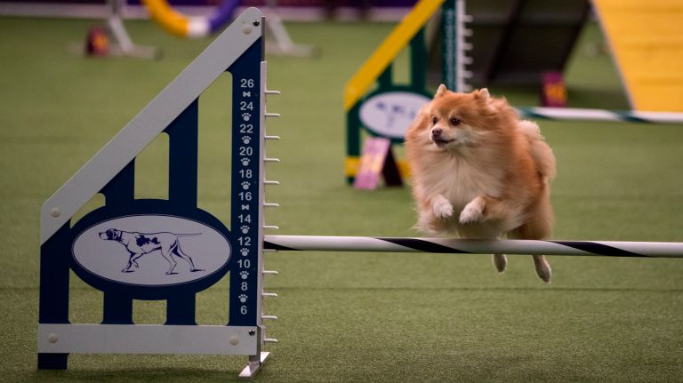 Westminster Kennel Club Dog Show brings top canines to NYC 173 A Pomeranian takes a jump at the Masters Agility Championship of the Westminster Kennel Club in New York Saturday, Feb. 11, 2017.