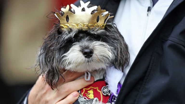 This little dog sports a costume fit for royalty in the annual Halloween Dog Parade at Tompkins Square Park, Manhattan, October 22, 2016.