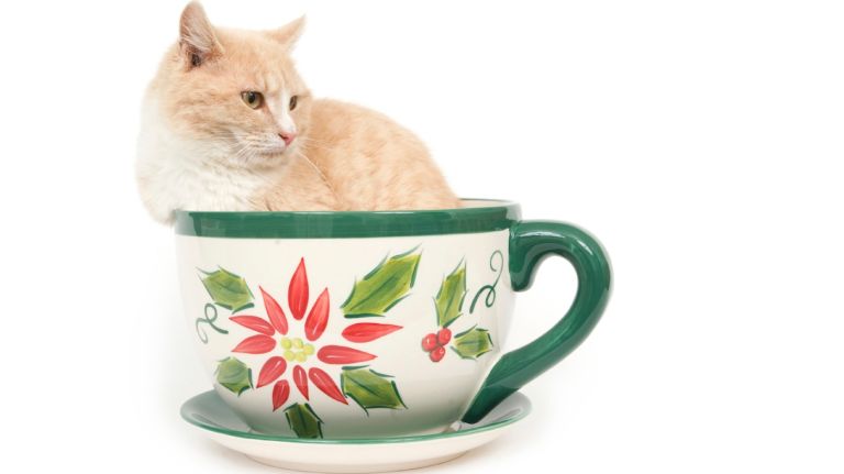 New York is getting another cat cafe 1 New Yorkers may forget what cafes without cats are like.