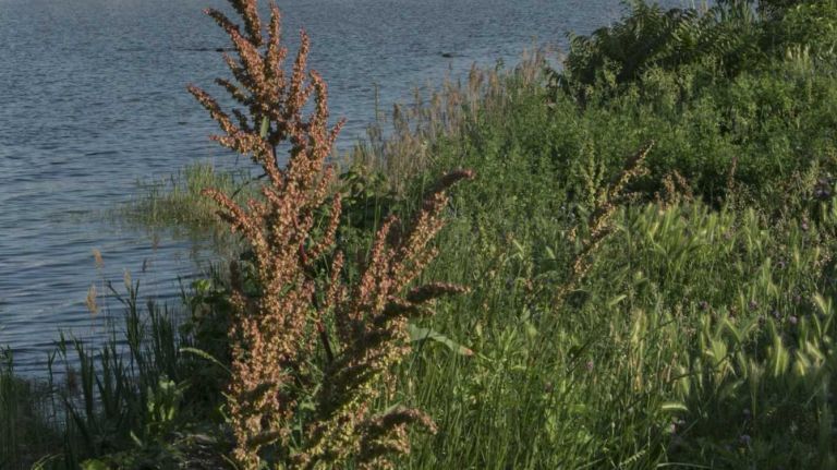 Erosion worries waterfront dwellers 1 The view along Bay Shore Avenue in the Country Club neighborhood in The Bronx on June 10, 2015.