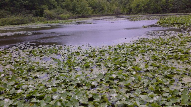 Marshland is yours for the visiting at Clay Pit Ponds State Park Preserve in Staten Island.