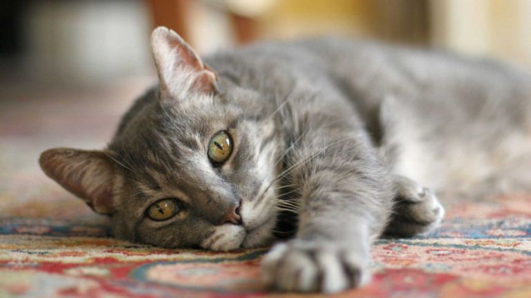 NYC's first cat cafe, Meow Parlour, to open Dec. 15 1 NYC's Meow Parlour will be the city's first official cat cafe!