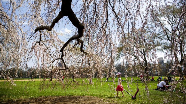 A young girl walks by flowering trees near Central Park's Great Lawn on Monday, April 14, 2014. 