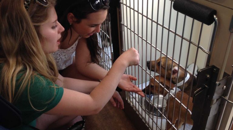 On the hunt for the some new dogs. 