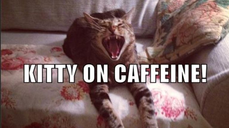 Cat Cafe to hit NYC and it'll be purrrfect 1 The Cat Cafe will have coffee for humans, not kitties.