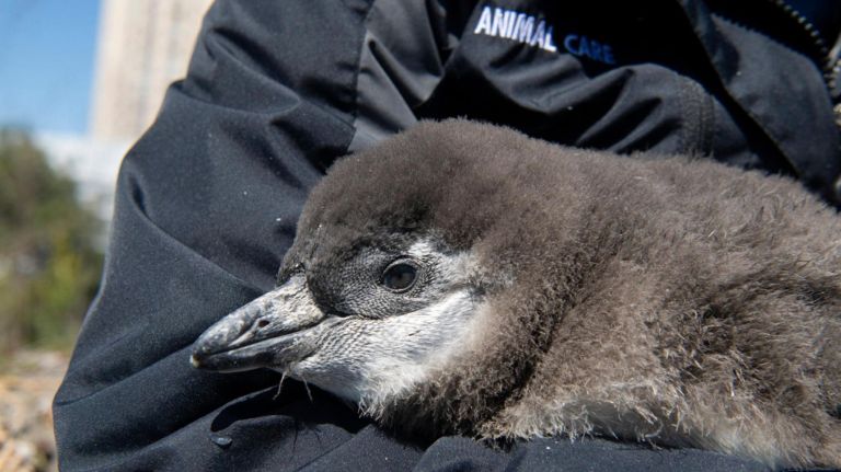 The&nbsp;baby birds live at the&nbsp;Aquarium's Sea Cliffs habitat in Coney Island.