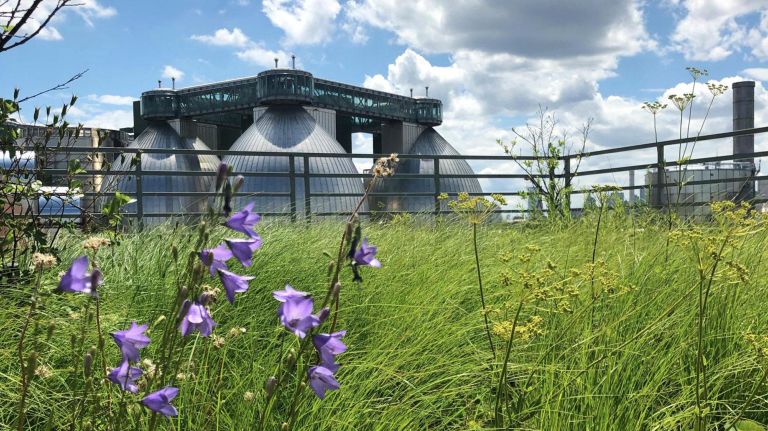 The Kingsland Wildflowers project has turned the roof of a long-defunct warehouse space into a meadow boasting native grasses and wildflowers.