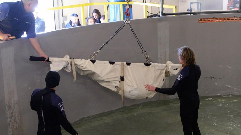 From left,&nbsp;Dave DeNardo, curator for the New York Aquarium, Timothy Vourderis, animal keeper, and Hans Walters, Animal Department supervisor, move an endangered Atlantic sturgeon&nbsp;from quarantine.