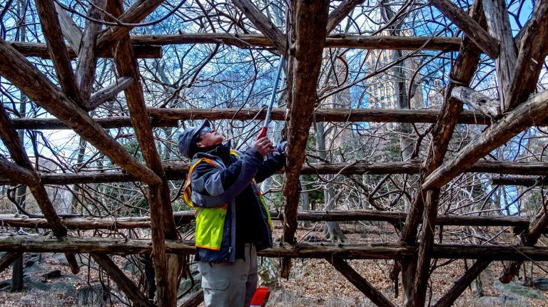 Central Park preps for spring on a 'grand scale' 3 Groundskeeper Steven Soun trims the wisteria pergola on West Drive near the lake in Central Park Monday.
