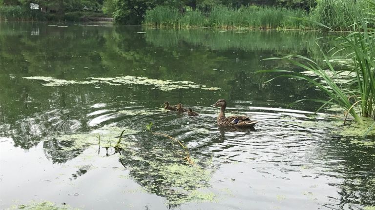 A mom and her ducklings are seen on the Harlem Meer on June 1.