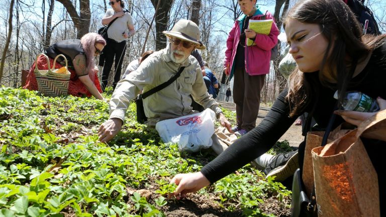 Prospect Park foraging tours turn invasive plants into home cooking 1 A foraging tour of Prospect Park, led by