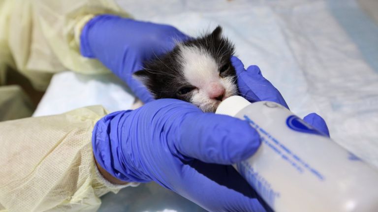 A kitten is bottle fed at the ASPCA kitten nursery on East 91st Street in Manhattan on Thursday.