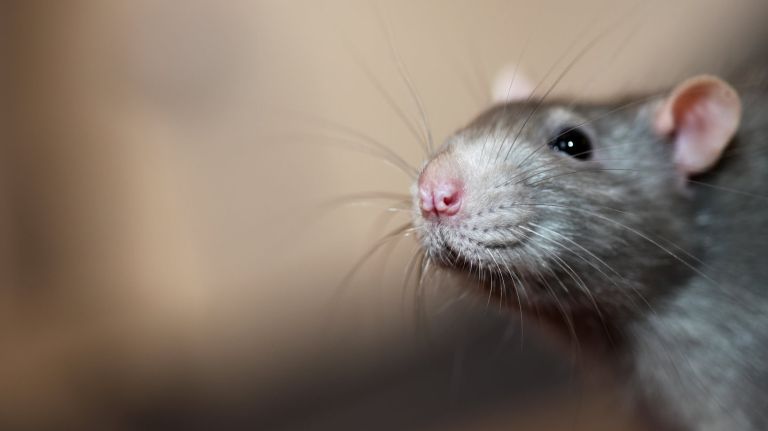 More than 400 mice from all five boroughs were studied by Columbia University's Mailman School of Public Health to determine what bacteria city rodents are carrying.