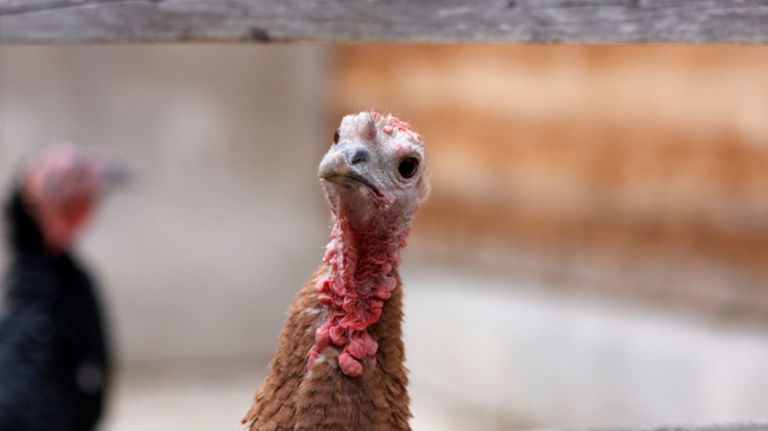 Thanksgiving can be spent sponsoring turkeys and other animals living in  sanctuaries.