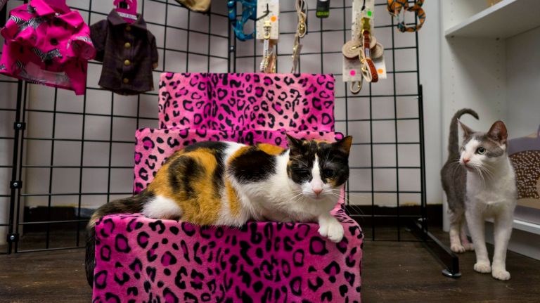 Rescued cats Adele, center, and Lopez greet customers in Shelter Chic, a pet accessories store at 79 Chambers St. that doubles as an animal rescue.