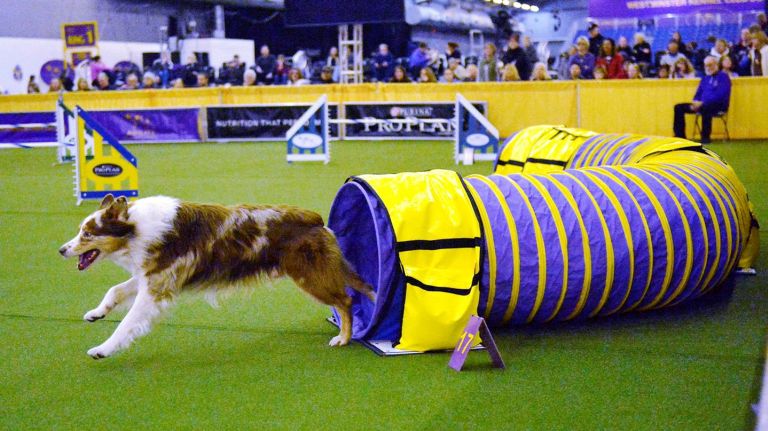 Westminster Dog Show opens with Meet the Breeds, agility event 1 Spin, an Aussie Shepherd, competes in the agility competition at the 140th annual Westminster Kennel Club Dog Show in Manhattan on Saturday, Feb. 13, 2016.