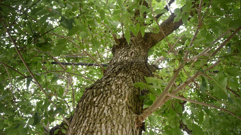 Ash trees on 114th Place, between 150th Avenue and North Conduit Avenue, in South Ozone Park, have been infected by the Emerald Ash Borer, an invasive insect that targets ash trees.
