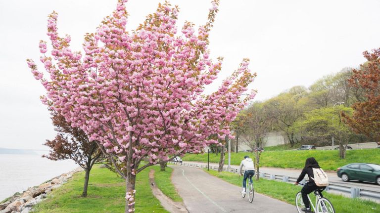 Cherry blossoms in NYC: Where to catch the spring blooms 10 From 100th Street to 125th Street, Riverside Park's Cherry Walk is a lovely way to take in the blooms. The Committee of Japanese Residents of New York presented 2,000 cherry trees as a gift to the city in 1909 and about 700 of them were planted. Some surviving trees of the original planting were also part of the same batch planted in Washington, D.C.