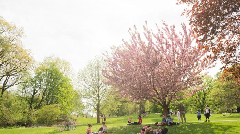 Cherry blossoms in NYC: Where to catch the spring blooms 14 Explore Brooklyn's largest public park -- 585 acres -- to spot plenty of seasonal cherry blossoms. Go on a warm day and lay in the blossoms' shadows.