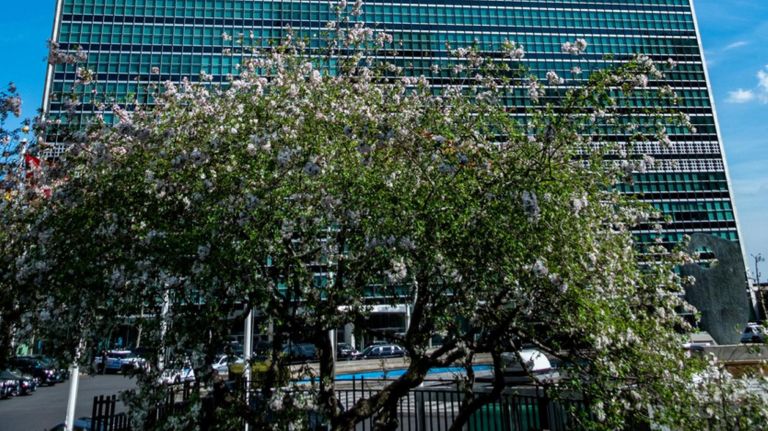 Cherry blossoms in NYC: Where to catch the spring blooms 17 Midtown's United Nations headquarters, located at 760 United Nations Plaza, features cherry trees on site.