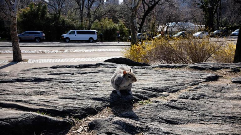 Central Park Squirrel Census is happening and needs volunteers 3 The Central Park Squirrel Census is looking for volunteers.