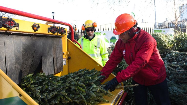 Recycle your Christmas tree at Mulchfest in New York City. Above, NYC Parks Commissioner Mitchell Silver mulches a tree during a preview of the event on Jan. 5, 2017.