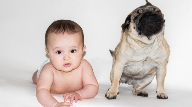 Bring a professional trainer in when you're going to introduce your new baby to your pet, according to Chewy.com pet expert Caitlin Ultimo. 