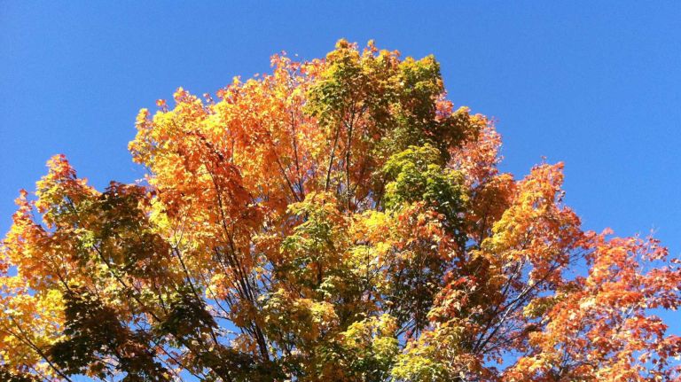 Take a leaf peeping class in Prospect Park with Brooklyn Brainery.