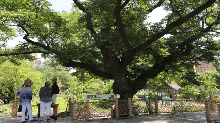The Woodlands section of the new Discovery Garden features trees and pathways.