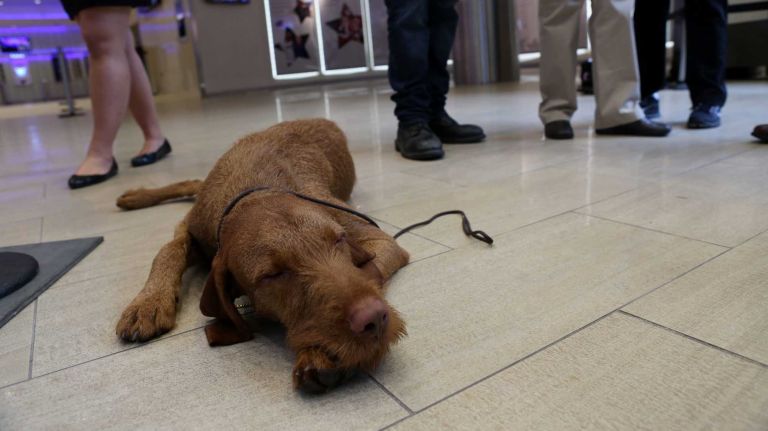 Falko is a 13-month-old Wirehaired Vizsla, one of the new breeds to be included in the next Westminster Kennel Club Dog Show in February.