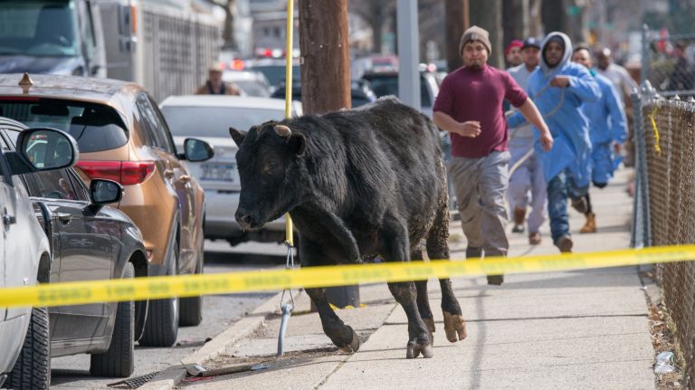 Loose farm animals in NYC: A brief history 1 A bull escaped in Queens on Feb. 21, 2017. It was one of several farm animals to get loose in the city over the years.