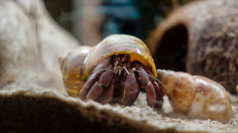 In order to thrive, the critters -- which hail from the tropics -- need high humidity, warm temperatures and lots of sand.